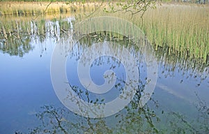 Blue sky reflection in large pond. Reeds in background