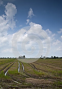 Blue sky with remainds padi field