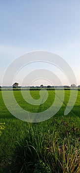 Blue sky and  rice field