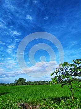 The blue sky in the rice fields