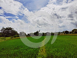 blue sky rice fields and white clouds