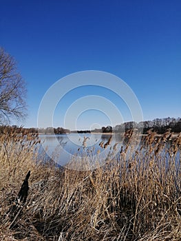 Blue sky, river, golden reeds