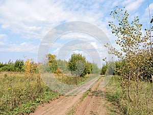 Blue sky, road and yellow trees in autumn forest