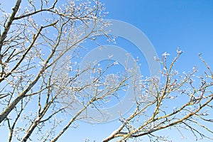 Blue sky, forest tree branch top in snow. Wonderful fairytale Christmas New Year weather. Winter background for