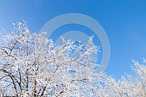 Blue sky, forest tree branch top in snow. Wonderful fairytale Christmas New Year weather. Winter background for