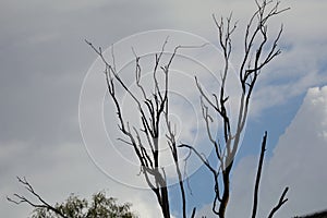 Blue Sky Series - White Clouds - Tree Branches - Mountains