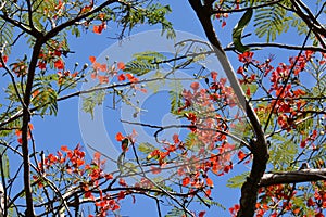Blue sky with several branches of flame tree