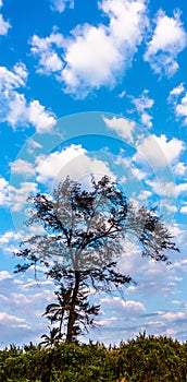 Blue sky and a silhouette of the tree