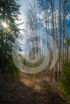 Blue Sky and Sun through the Aspen Forest