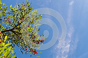 Blue sky, sun and clouds through branches, trees, leaves and flowers