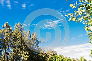 Blue sky, sun and clouds through branches, trees, leaves and flowers