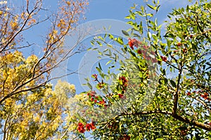 Blue sky, sun and clouds through branches, trees, leaves and flowers