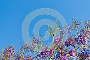 Blue sky, sun and clouds through branches, trees, leaves and flowers