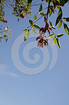 Blue sky, sun and clouds through branches, trees, leaves and flowers photo