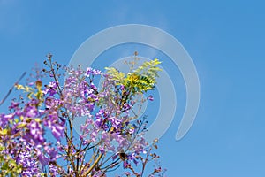 Blue sky, sun and clouds through branches, trees, leaves and flowers photo