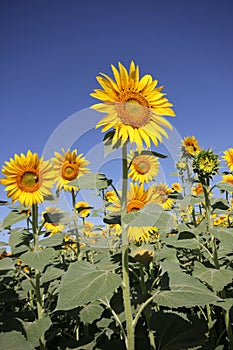 Blue sky and sunflower field