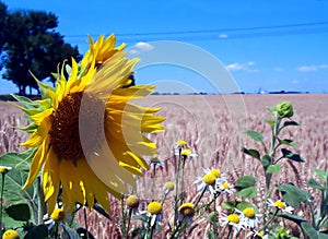 Blue sky, sunflower and wheat fields