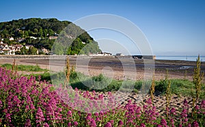 Blue sky sunny day on Minehead seafront with wild flowers at low tide