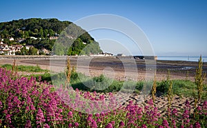 Blue sky sunny day on Minehead seafront with wild flowers at low tide photo