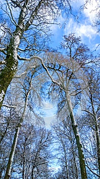 Blue sky. Sunny frosty day. Big winter trees on blue sky background.