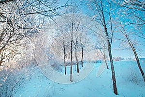 Blue sky, sunny weather. forest trees in snow. Wonderful fairytale Christmas New Year weather. Winter background for