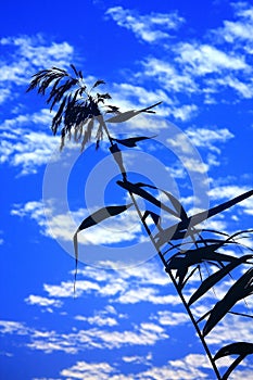 Blue sky and sunset with peacefull cotton clouds