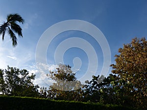 Blue sky surrounded by trees