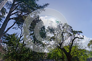 Blue sky and tree