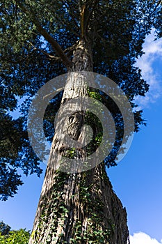 Blue sky and tree