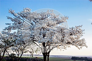 Blue sky and tree