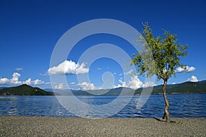 blue sky with a tree