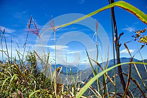 Blue sky and the tree