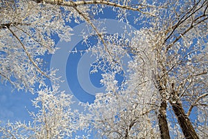 Blue sky and tree branches in hoarfrost.