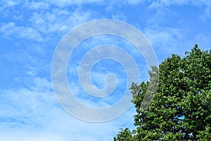 Blue sky and tree fresh spring summer outdoor photo background