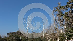 Blue sky tree Seasonal background material