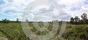 Blue sky with trees, clouds and mountains, sky background image, Panorama view