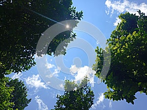 blue sky with trees and  little bit of white clouds photo