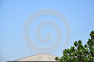 Blue sky of trees, tree tops facing blue sky in sunny day. jackfruit tree