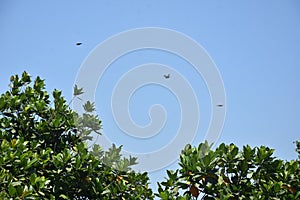 Blue sky of trees, tree tops facing blue sky in sunny day. jackfruit tree
