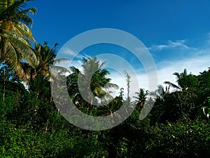 The blue sky and The Trees