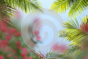 Blue sky tropical  green palm leaves on front exotic yellow pink coral lilac  flowers summer  template background