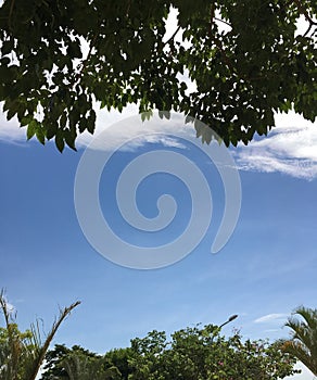 BLUE SKY AND TROPICAL VEGETATION IN SOUTH AMERICA