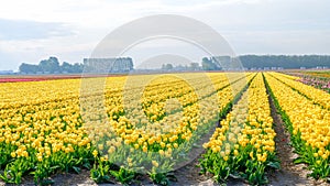 Blue sky and tulip field landscape, traditional dutch, Netherlands, Europe