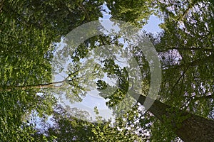 blue sky under the arch of trees in the forest