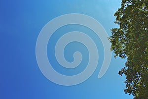 A blue sky view with a tree in a parck at Rueil Malmaison, France, Paris region