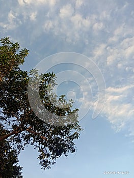 Blue Sky View With White Cloud and Mango Tree