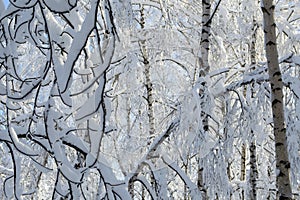 The blue sky is visible through the snow-covered branches of birches