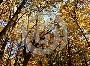 Blue sky is visible through the yellow crown of trees