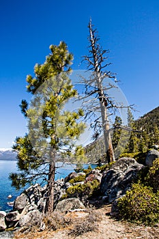 Tall Trees Blue sky and water Lake Tahoe Rubicon Trail photo