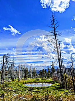 Blue sky watering hole on top of Forest mountain topp